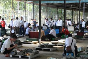 (၆၁) ကြိမ်မြောက် မြန်မာ့ကျောက်မျက်ရတနာပြပွဲ ဆဋ္ဌမနေ့ ဆက်လက်ကျင်းပ